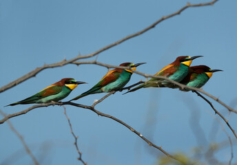 European bee-eaters perched on acacia tree at Hamala, Bahrain