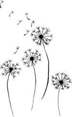 Four hand drawn vector dandelions isolated on white. Stylish poster, post card, t-shirt print etc.