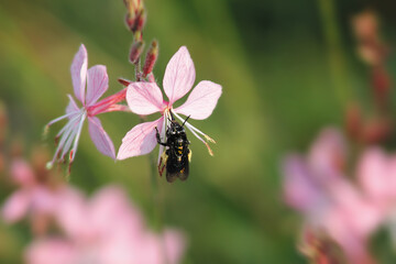 Fototapeta na wymiar Honey Bee on Pink Petals