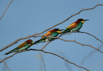 European bee-eaters perched on a tree, Bahrain