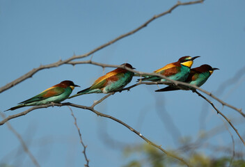 European bee-eaters perched on a tree, Bahrain