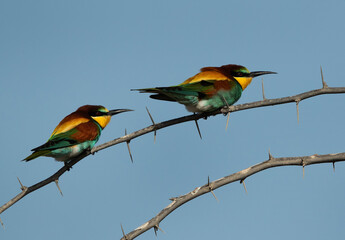 A pair of European bee-eater perched on a acacia  tree, Bahrain