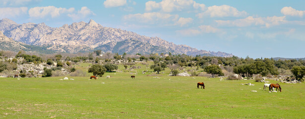 Fototapeta na wymiar Herd of horses pasturing on green grass field near mountain land