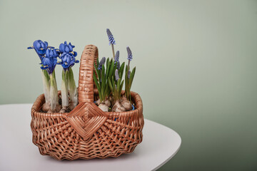 mini iris in a wicker basket