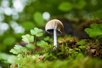 Mushroom (coprinellus micaceus) grows in beautiful forest between clover.