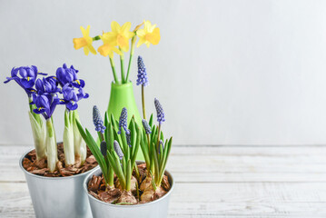 Spring flowers in  flower pots