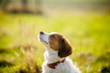 puppy