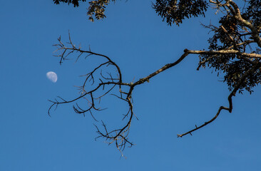 moon and tree