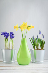 Spring flowers in  flower pots