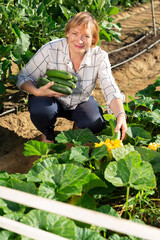 Fototapeta premium Senior woman working in garden, harvesting zucchini