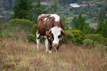 Naklejka premium Animales del Campo
