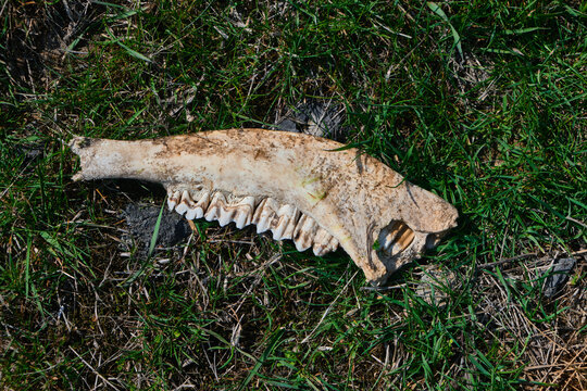 Bone in grase