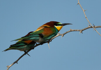 European bee-eaters perched on a tree, Bahrain