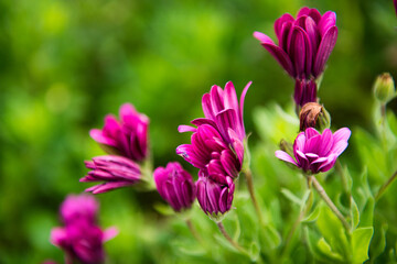 beautiful pink flowers in Ancud, Chile