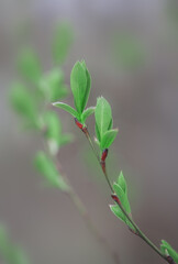 Branches of plant with green leaves