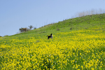 beautiful puppy playing in field full of yellow flowers