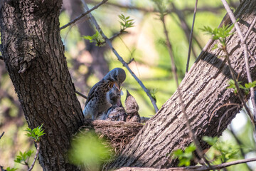 Thrush fieldfare feeding chicks with earthworms. Thrush, Turdus pilaris, with new born babies in the nest.