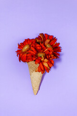 waffle cone with orange-red gerberas on a lilac background. Creative minimalism