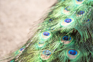 full frame abstract background with some colorful peacock feathers