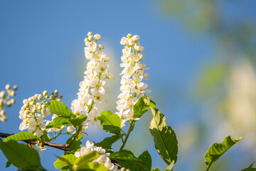 Bird cherry branches with white flowers on a background of blue sky.