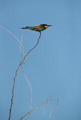 European bee-eater perched on the top of a acacia tree, Bahrain