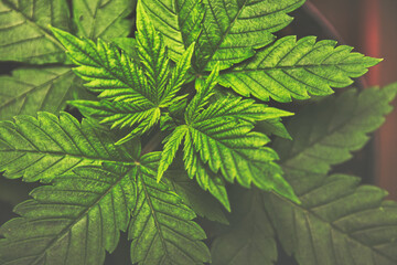 Cannabis Marihuana Hanf Blätter schwarz weiss, von oben zusammen mit anderen Pflanzen outdoor moody