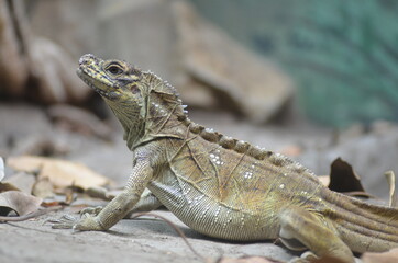 Close up of Australian Lizard