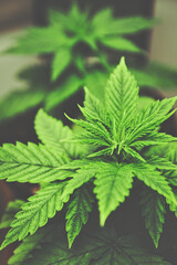 Cannabis Marihuana Hanf Blätter seitlich zusammen mit anderen Pflanzen indoor
