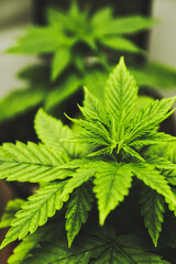 Fototapeta na wymiar Cannabis Marihuana Hanf Blätter seitlich zusammen mit anderen Pflanzen indoor
