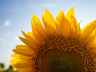 A beautiful part with the petals of a large sunflower on the background of a light blue sky close-up. Bright yellow sunflower with seeds. Organic and vegetarian food.