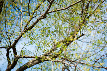 Branches of willow with young leaves against the blue sky. Spring floral background