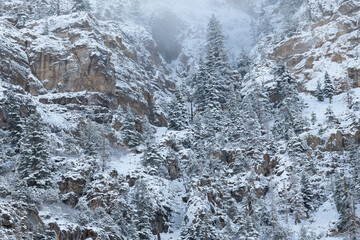 Fototapeta na wymiar Winter landscape of a snow flocked mountainside, San Juan Mountains, Ouray, Colorado, USA