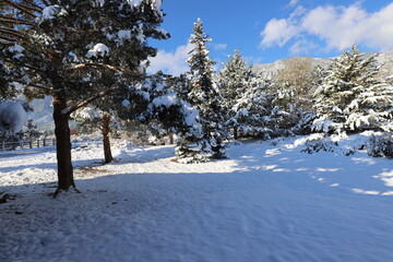 snow covered trees in winter in Northern Nevada