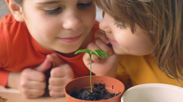 Cute children look with love at green sprout in pot. Happy boy kids and girl smiles and touches a little tree escape planted in a flowerpot