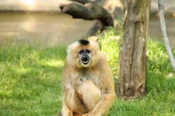 Gibbonaffenart im Tierpark in
aufgebrachter Pose