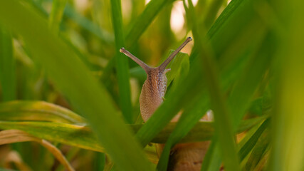 Caracol en la hierba