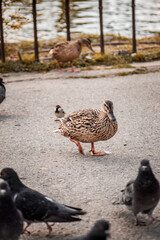 Anatra e uccelli.