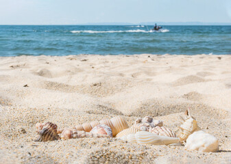 Fototapeta na wymiar Closeup seashells on white sand of tropical beach by seashore, summer seascape no people, sea relax and resort vacation