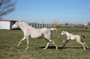 Obraz na płótnie Canvas white adult horse and baby foal running in a grassy field