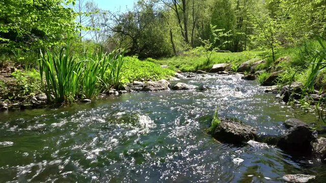 Bergbach Quelle im Sommer