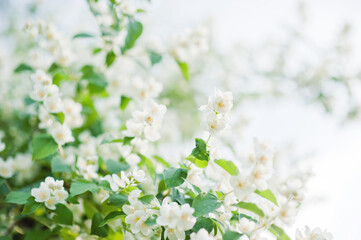 The flowering branches of Philadelphus in the sun