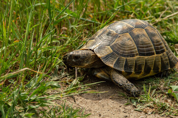 Wild spur-thighed tortoise on a walk. The tortoise is a species of tortoise in the family Testudinida