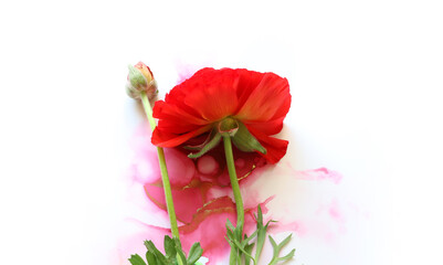 Creative image of beautiful red Buttercup flower on artistic ink background. Top view with copy space