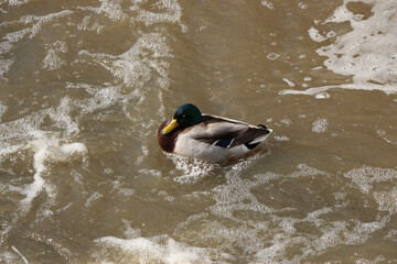 Mallards playing on the water in the river