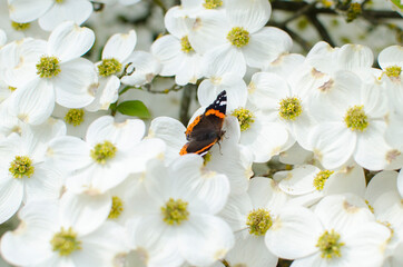 un papillon orange et noir  surdes fleurs blanches favorise la pollinisation et symbolise la diversité biologique