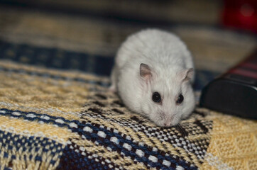 white hamster, Dzungarian hamster on a bed 