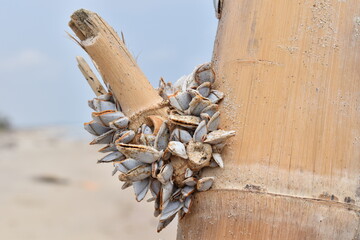 Little Clams living in a Seaside Bamboo