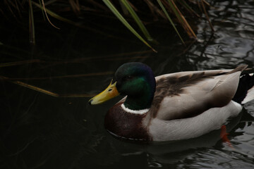 Mallards playing on the water in the river