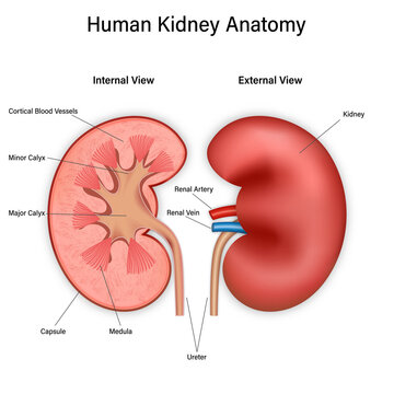 Front and inside view of human kidney anatomy isolated on white background. 3d vector illustration.