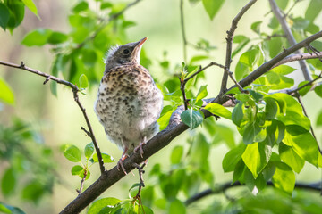 A fieldfare chick, Turdus pilaris, has left the nest and is sitting on a branch. A chick of fieldfare sitting and waiting for a parent on a branch.